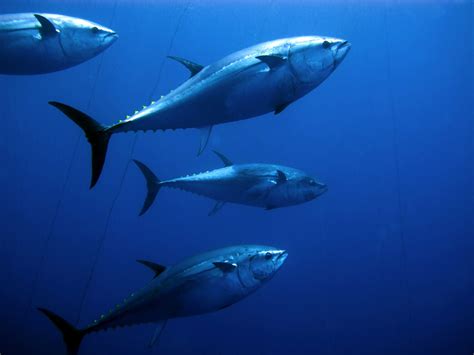 Bluefin 